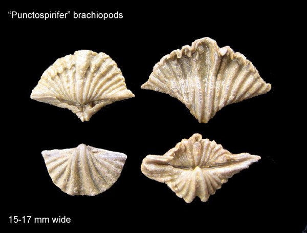 Punctospirifer Brachipods