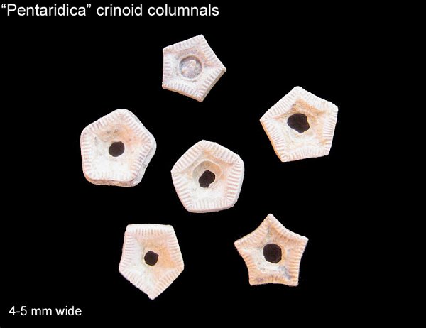 Pentaridica Crinoid Columnais