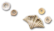 fossils found at Mineral Wells Fossil Park