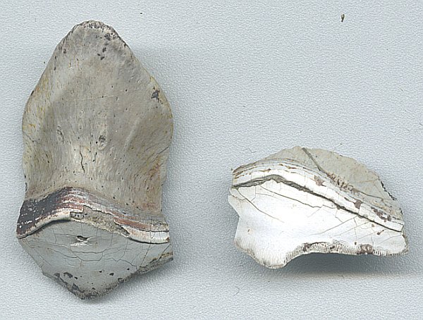 Petalodus Shark Tooth