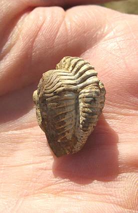 Trilobite