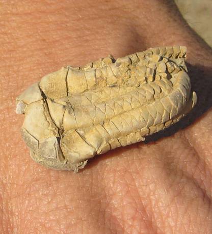 A Complete Crinoid Top