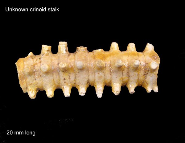 Crinoid Stalk
