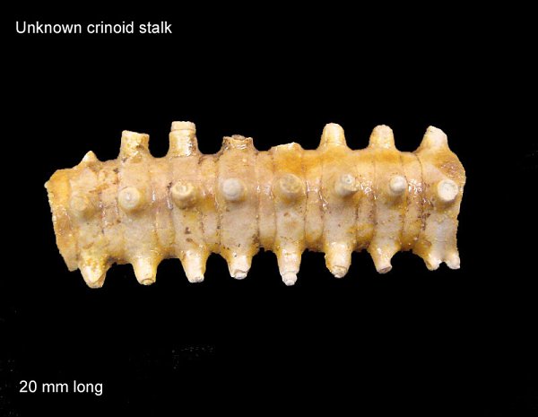 Crinoid Stalk