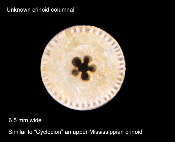 Crinoid Columnal