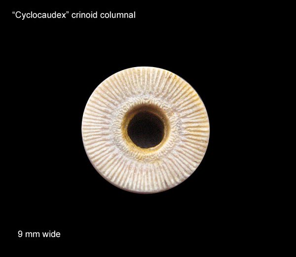 Cyclocaudex Crinoid Columnal