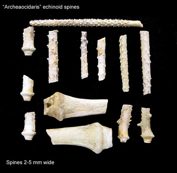 Pentaridica Crinoid Columnal