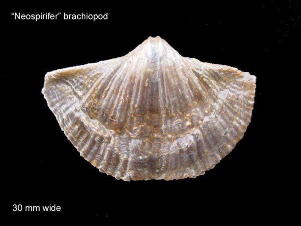 Neospirifer Brachiopod