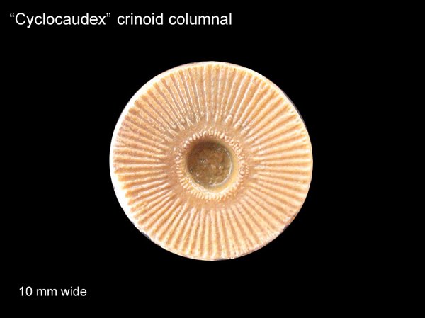 Cyclocaudex Crinoid Columnal