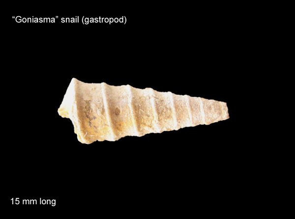 Goniasma Snail Gastropod