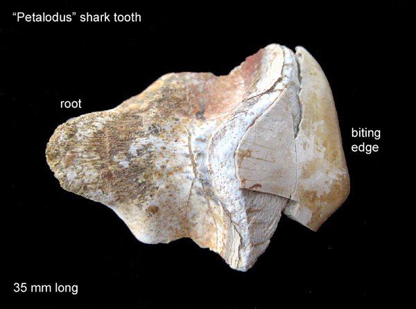 Petalodus Shark Tooth