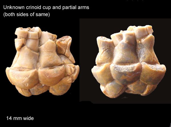 Unknown Crinoid Cap