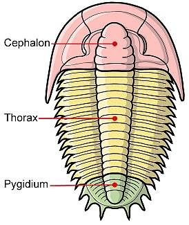 Trilobite Diagram