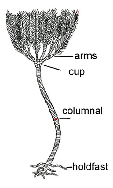 Crinoid Diagram